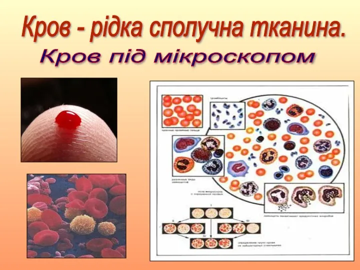 Кров під мікроскопом Кров - рідка сполучна тканина.