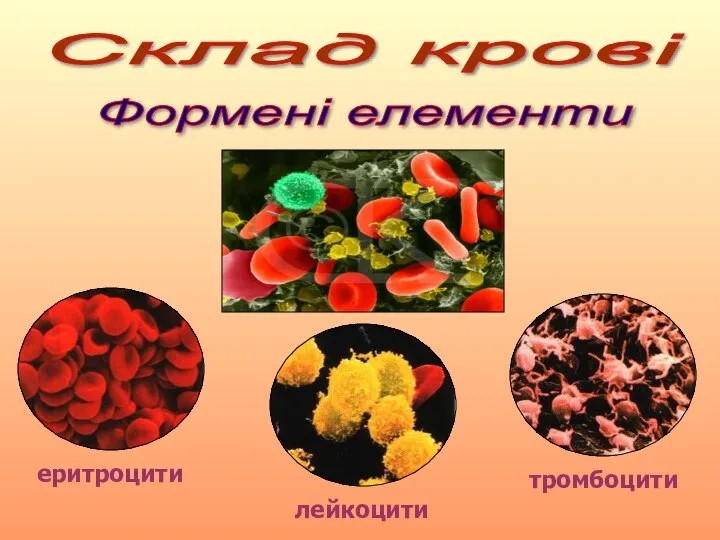 Склад крові Формені елементи еритроцити лейкоцити тромбоцити
