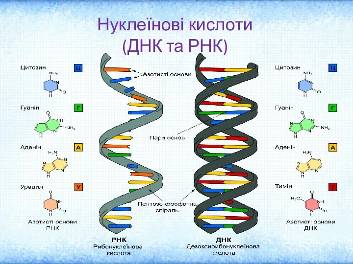 Нуклеїнові кислоти (ДНК та РНК)