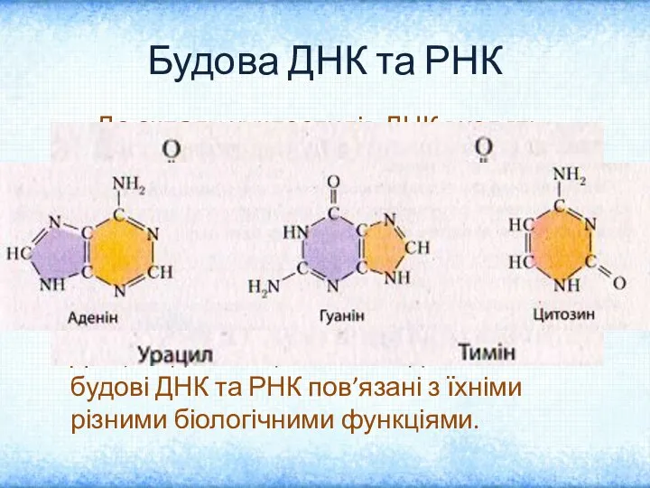 Будова ДНК та РНК До складу нуклеотидів ДНК входять чотири нітратні