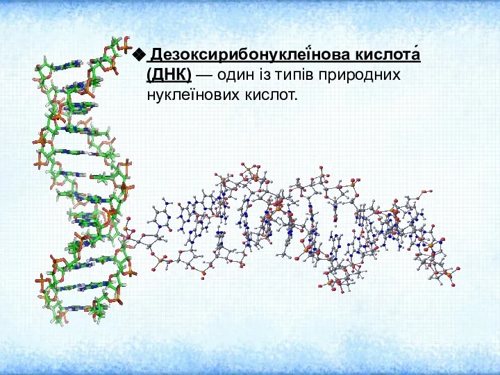 Дезоксирибонуклеї́нова кислота́ (ДНК) — один із типів природних нуклеїнових кислот.