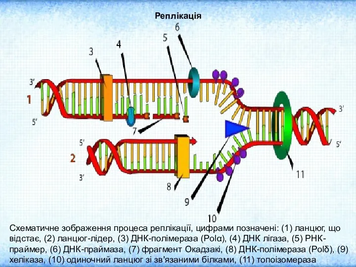 Реплікація Схематичне зображення процеса реплікації, цифрами позначені: (1) ланцюг, що відстає,