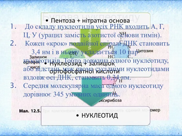 Будова нуклеотиду Нуклеїнові кислоти – це біополімери, мономерами в яких є