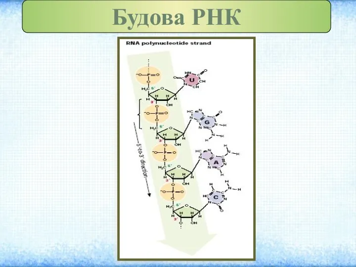 Будова РНК