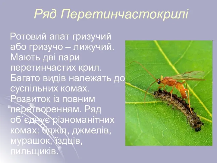 Ряд Перетинчастокрилі Ротовий апат гризучий або гризучо – лижучий. Мають дві