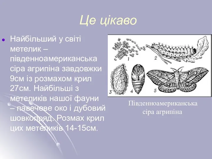 Це цікаво Найбільший у світі метелик – південноамериканська сіра агрипіна завдовжки