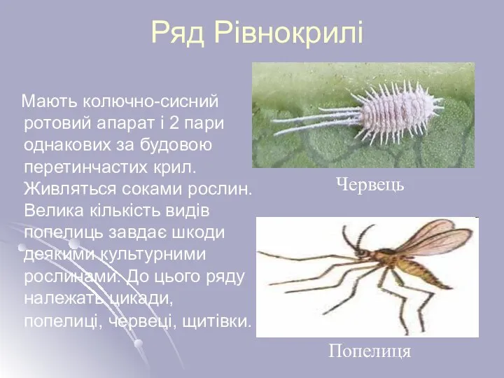 Ряд Рівнокрилі Мають колючно-сисний ротовий апарат і 2 пари однакових за