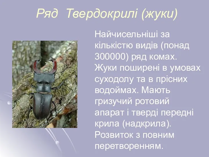 Ряд Твердокрилі (жуки) Найчисельніші за кількістю видів (понад 300000) ряд комах.