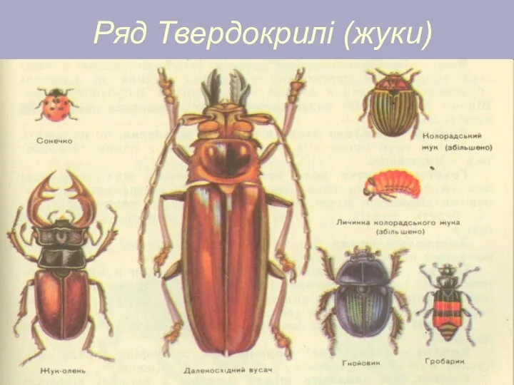 Ряд Твердокрилі (жуки)