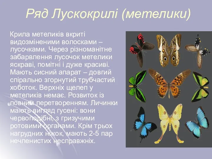 Ряд Лускокрилі (метелики) Крила метеликів вкриті видозміненими волосками – лусочками. Через