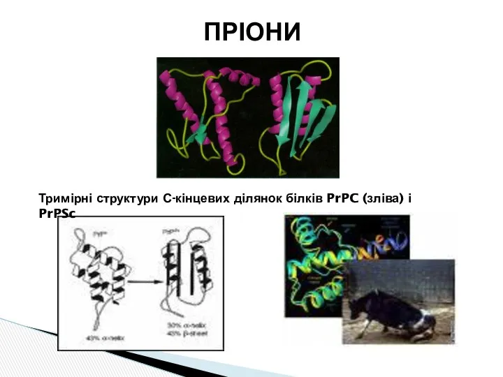 ПРІОНИ Тримірні структури С-кінцевих ділянок білків PrPC (зліва) і PrPSc