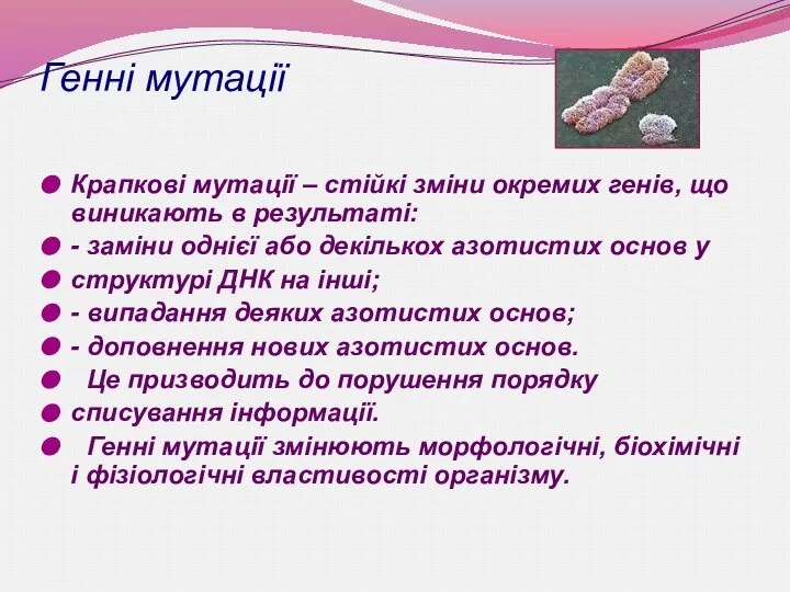 Генні мутації Крапкові мутації – стійкі зміни окремих генів, що виникають