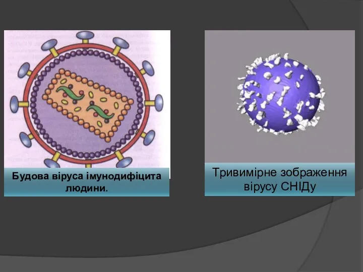 Тривимірне зображення вірусу СНІДу