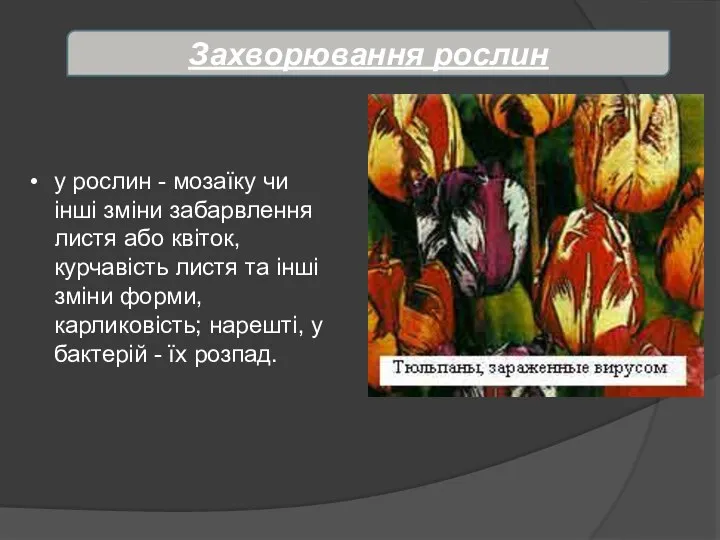 Захворювання рослин у рослин - мозаїку чи інші зміни забарвлення листя