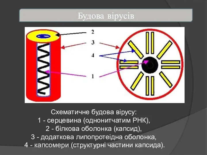 Будова вірусів Схематичне будова вірусу: 1 - серцевина (однонитчатим РНК), 2