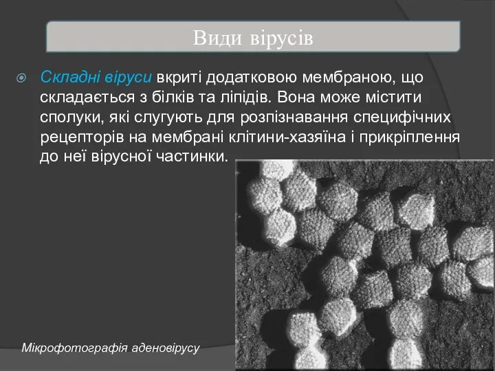 Складні віруси вкриті додатковою мембраною, що складається з білків та ліпідів.