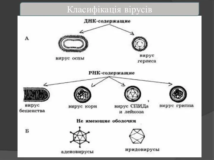 Класифікація вірусів