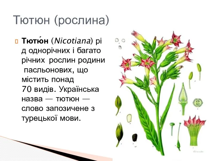 Тютю́н (Nicotiana) рід однорічних і багаторічних_рослин родини пасльонових, що містить понад