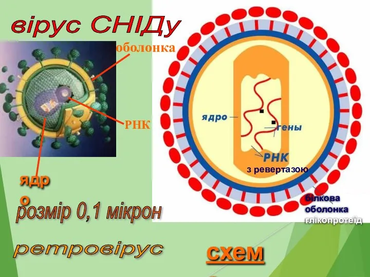 вірус СНІДу схема білкова оболонка глікопротеїд оболонка РНК ядро розмір 0,1 мікрон ретровірус з ревертазою