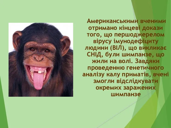 Американськими вченими отримано кінцеві докази того, що першоджерелом вірусу імунодефіциту людини