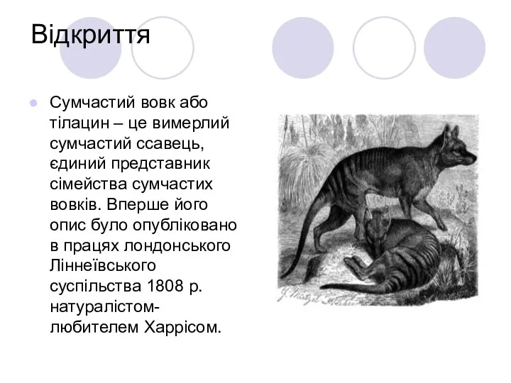 Відкриття Сумчастий вовк або тілацин – це вимерлий сумчастий ссавець, єдиний