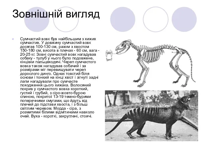 Зовнішній вигляд Сумчастий вовк був найбільшим з хижих сумчастих. У довжину