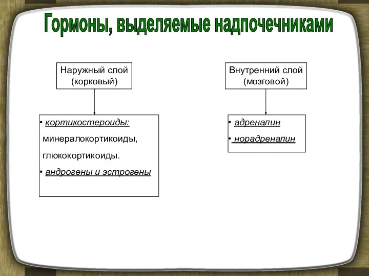 Наружный слой (корковый) Внутренний слой (мозговой) кортикостероиды: минералокортикоиды, глюкокортикоиды. андрогены и