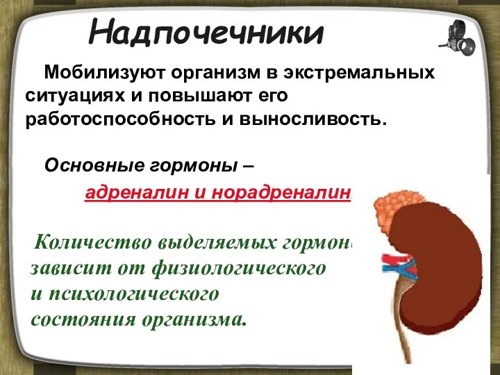 Надпочечники Мобилизуют организм в экстремальных ситуациях и повышают его работоспособность и