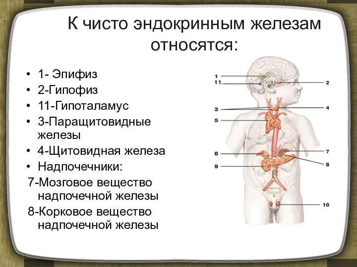 К чисто эндокринным железам относятся: 1- Эпифиз 2-Гипофиз 11-Гипоталамус 3-Паращитовидные железы