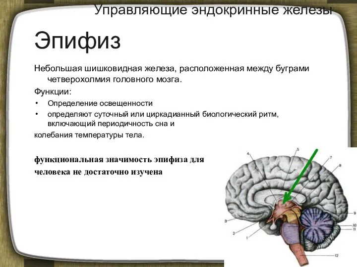 Управляющие эндокринные железы Небольшая шишковидная железа, расположенная между буграми четверохолмия головного