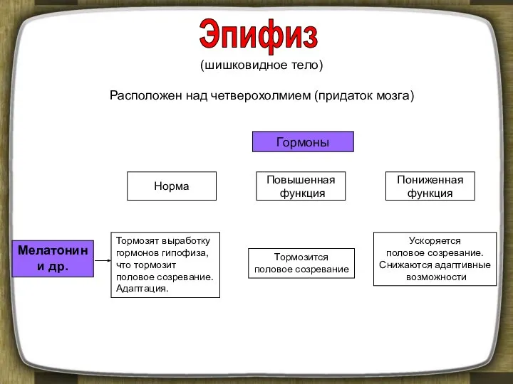 (шишковидное тело) Расположен над четверохолмием (придаток мозга) Гормоны Норма Повышенная функция