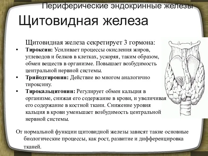 Периферические эндокринные железы Щитовидная железа секретирует 3 гормона: Тироксин: Усиливает процессы