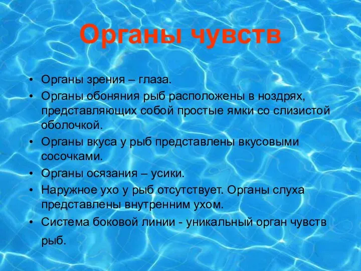 Органы чувств Органы зрения – глаза. Органы обоняния рыб расположены в