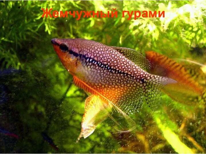 Жемчужный гурами