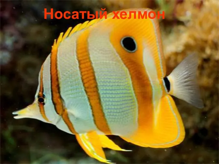 Носатый хелмон