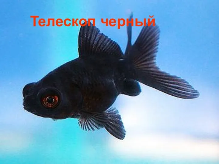 Телескоп черный