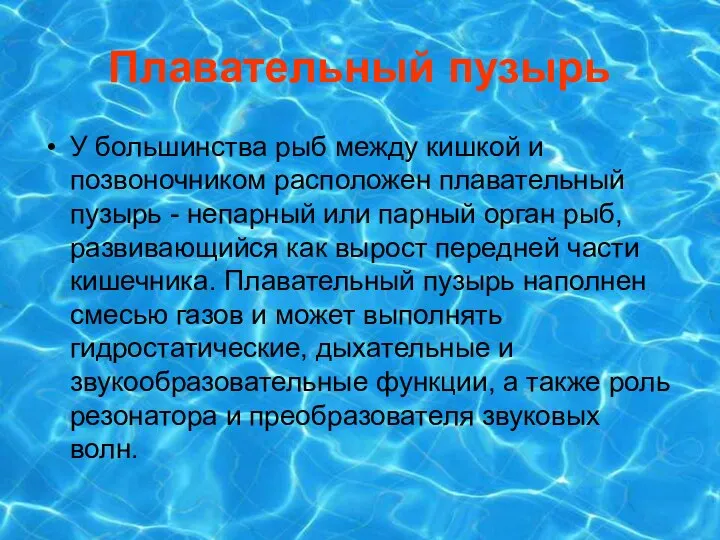 Плавательный пузырь У большинства рыб между кишкой и позвоночником расположен плавательный