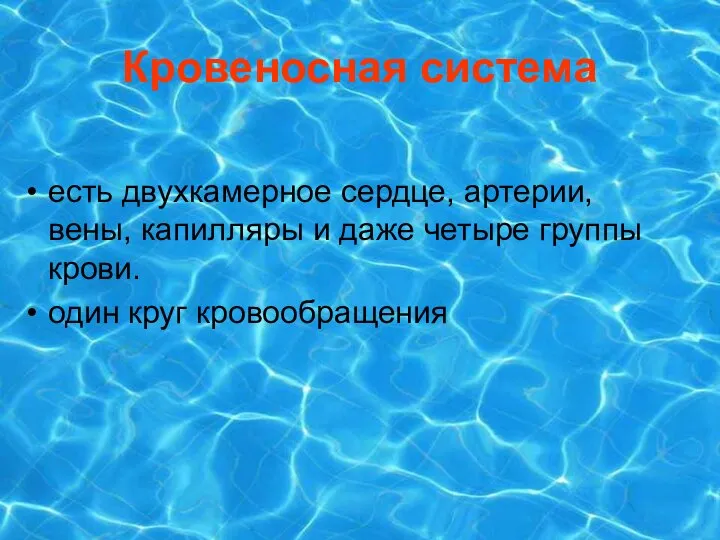 Кровеносная система есть двухкамерное сердце, артерии, вены, капилляры и даже четыре группы крови. один круг кровообращения