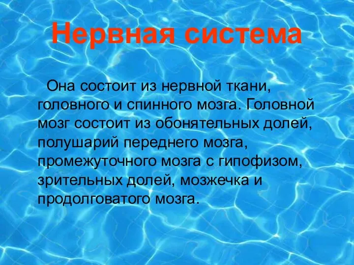 Нервная система Она состоит из нервной ткани, головного и спинного мозга.