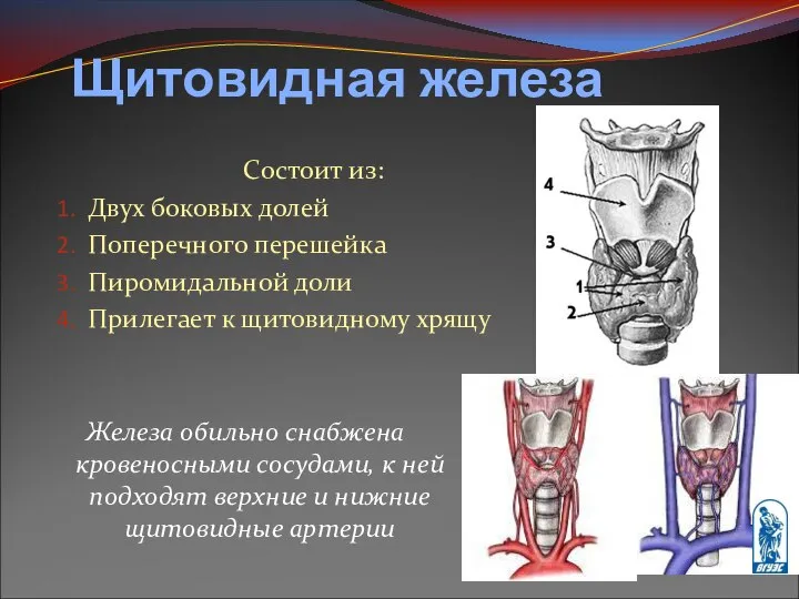 Состоит из: Двух боковых долей Поперечного перешейка Пиромидальной доли Прилегает к