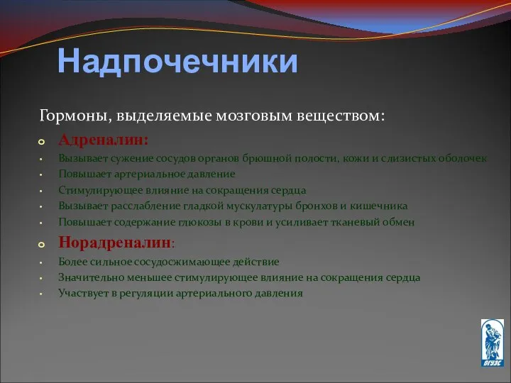 Надпочечники Гормоны, выделяемые мозговым веществом: Адреналин: Вызывает сужение сосудов органов брюшной