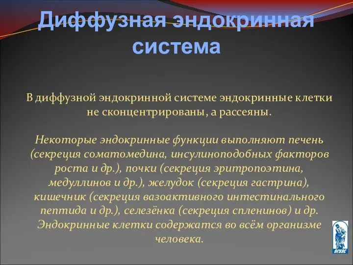 Диффузная эндокринная система В диффузной эндокринной системе эндокринные клетки не сконцентрированы,