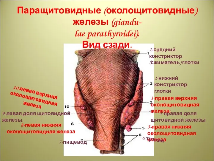 trachea; 8-inferior thyroid artery; 9-impaired thyroid vein; 10-right lobe of thyroid