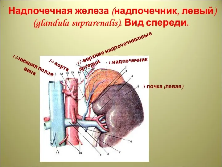 . Надпочечная железа (надпочечник, левый) (glandula suprarenalis). Вид спереди. 1-надпочечник 5-почка