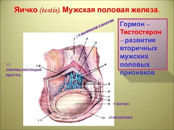 superior part of duodenum; 16-superior pancreaduodenal artery; 17-pyloric part of stomach;