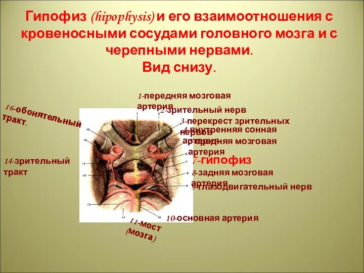 Гипофиз (hipophysis) и его взаимоотношения с кровеносными сосудами головного мозга и