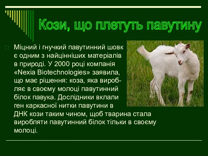 Міцний і гнучкий павутинний шовк є одним з найцінніших матеріалів в