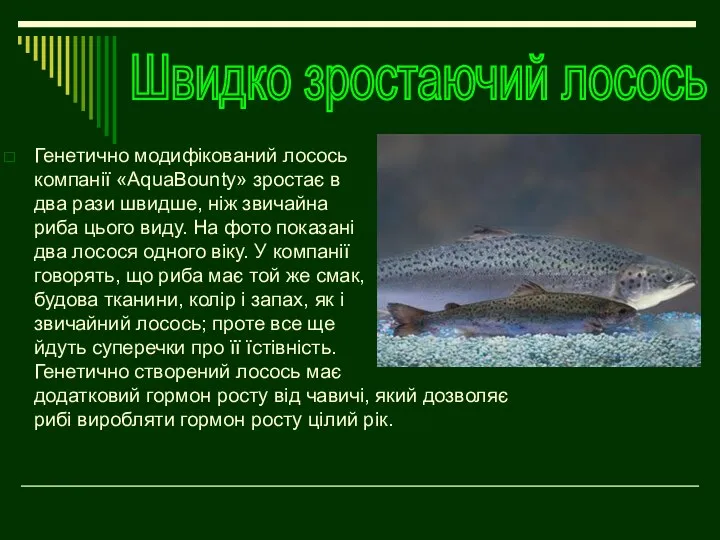 Генетично модифікований лосось компанії «AquaBounty» зростає в два рази швидше, ніж