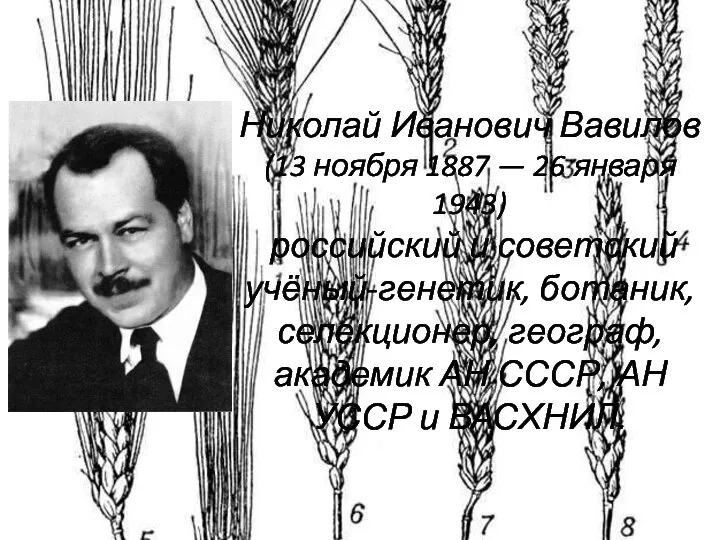 Николай Иванович Вавилов (13 ноября 1887 — 26 января 1943) российский
