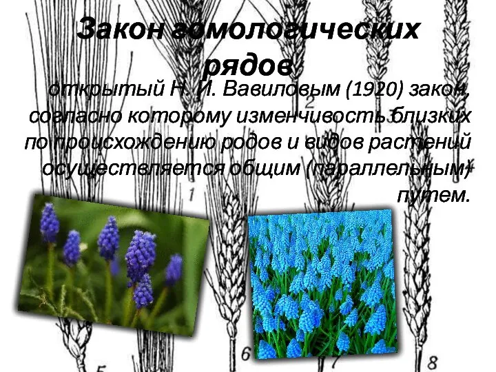 Закон гомологических рядов открытый Н. И. Вавиловым (1920) закон, согласно которому